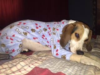 Cozy Dog Jammies